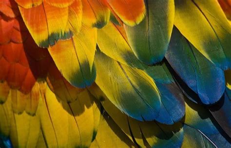 The Incredible Colours Of Birds Australian Geographic