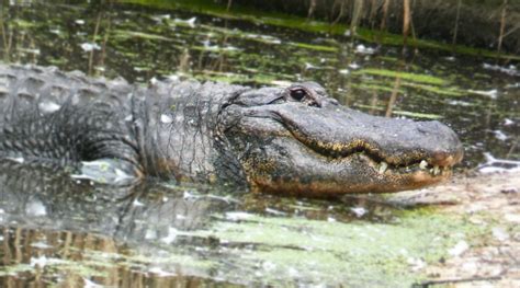 Oct 2020 Florida American Alligator Zoochat