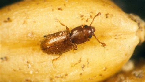 11 Tiny Brown Bugs In The Kitchen That Destroy Your Food