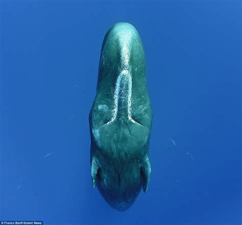 Franco Banfi Captures Sperm Whales Sleeping Vertically Daily Mail Online