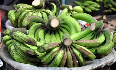 Maybe you would like to learn more about one of these? Pisang Ambon Lumut | Berkah Khair