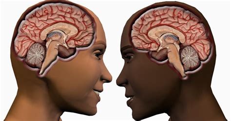 Surprisingly, the brain of a woman with asperger's is more like the. Chat for Adults with HFA and Aspergers: The Male Aspie Brain vs. The Female NT Brain