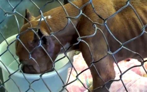 This Poor Pit Bull Was Abandoned and Left Tied to a Tree, Now She Horse