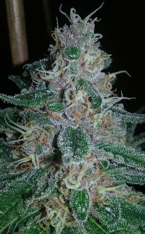 Strain Galerie Mendocino Purple Kush Medical Seeds Co Pic