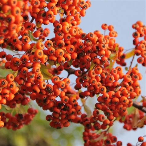 Large bush with orange/red berries. Pyracantha Orange Berries (Orange Glow) - Hedges Direct UK