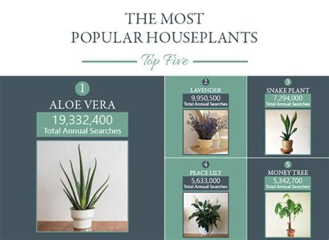 The Top 10 Houseplants Of 2020 And Whats Trending For 2021