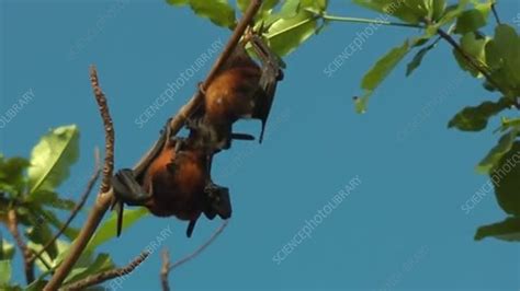 island flying foxes mating stock video clip k007 6734 science photo library