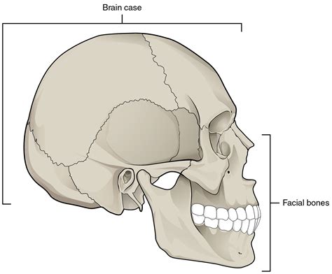 72 The Skull Douglas College Human Anatomy And Physiology I 1st Ed