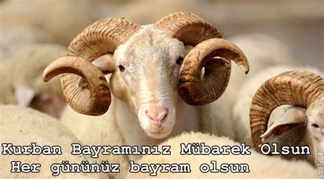 Maybe you would like to learn more about one of these? 2017 Kurban Bayramı Mesajları | Kurban Bayramı Resimli ...