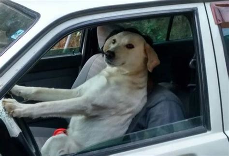 Dog In Car Meme Photos Cantik