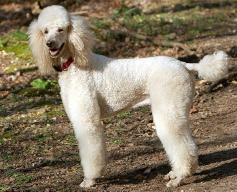 Standard Poodle High Intelligence Unique Temperament Dog Ideas