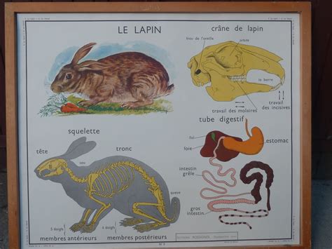 Ecole Fmr Affiches Scolaires Le Cheval Et Le Lapin Affiche Scolaire Rossignol