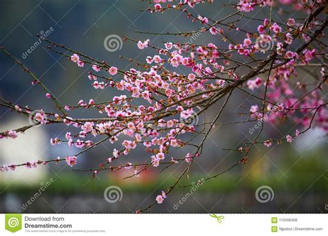 Chinese Plum Flower Stock Photo Image Of Full Admire 112456468