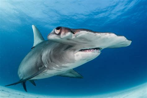 The Best Places To Dive With Hammerhead Sharks