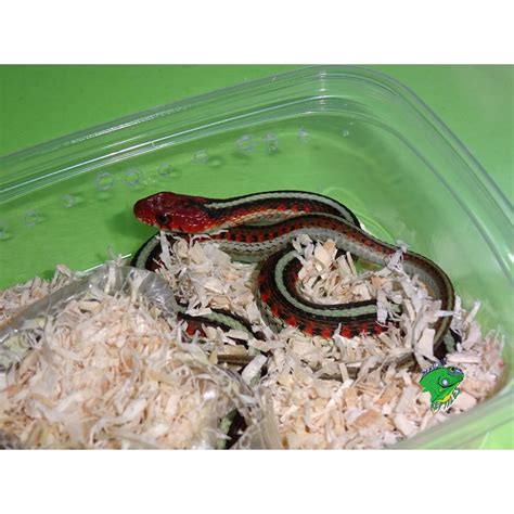 Check spelling or type a new query. California Red Sided Garter Snake - baby Males - Strictly ...