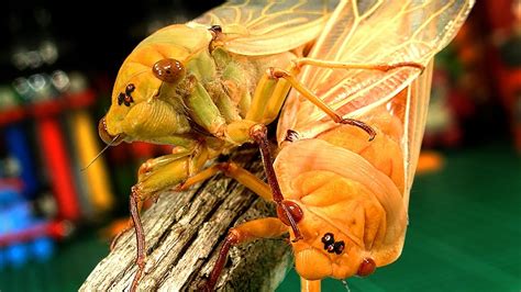 Nehmen sie sich zeit für ihr lieblingsbuch. Cicadas Mating Amazing Nature Life Cycle What Color Will ...