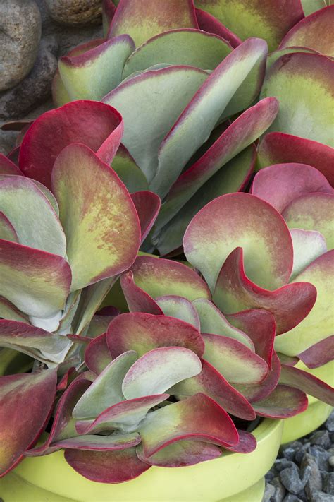 The best time of year to see these cactus bloom is april through june. Kalanchoe thyrsiflora 'Desert Rose' Paddle Plant | Paddle ...
