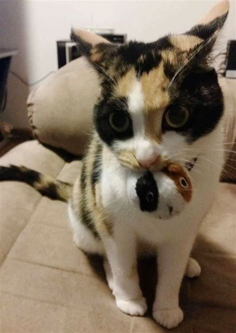 Calico Cat Wont Go Anywhere Without Her Baby Cute Little Animals