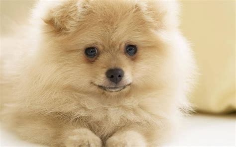 1920x1080px 1080p Free Download Pomeranian Spitz White Fluffy Puppy