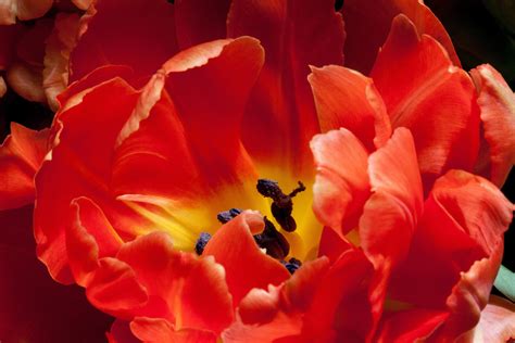 Free Images Nature Blossom Petal Bloom Tulip Orange Spring Red