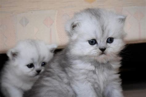 Chinchilla Persian Silver Tipped Full Pedigree Kitten Female For