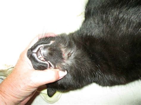 Feline Rodent Ulcer Causes Symptoms And Treatment Celestialpets