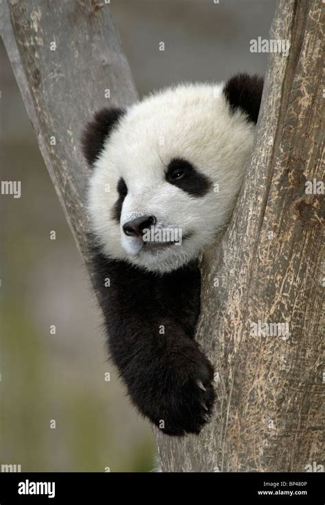 Young Giant Panda Cub In Fork Of Tree Wolong China Stock Photo Alamy