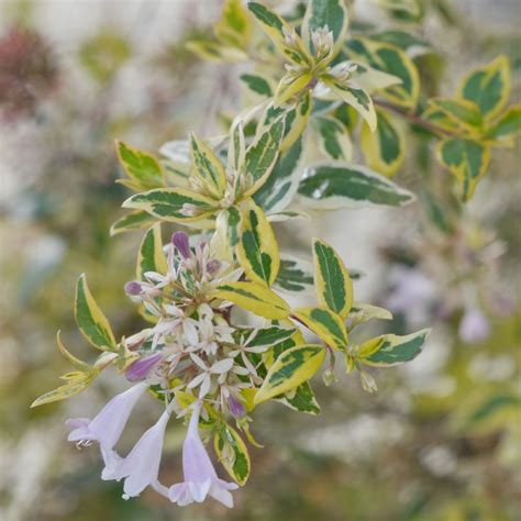 Live Glossy Abelia Aka Abelia Grand Radiance Plant Fit 1 Gallon Pot