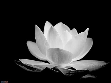 Tìm hiểu hơn 84 hình ảnh hoa sen trắng nền đen tuyệt vời nhất Starkid