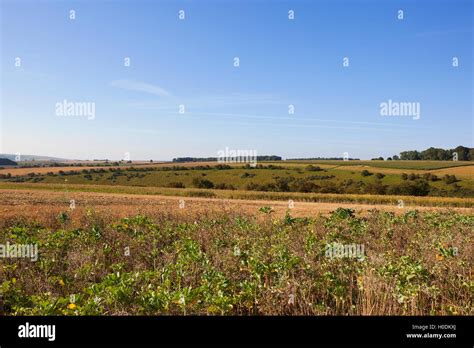 Scenic Farmland On A Warm September Day With Hills Hedgerows And