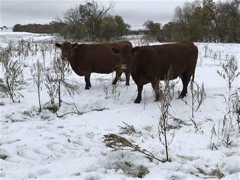 Newly Received Feedlot Calves May Need More Protein Due To A Lesser Feed Intake