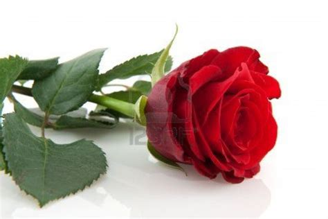 We have an extensive collection of amazing background images carefully chosen by our community. Download Red Rose Love Wallpaper HD Gallery