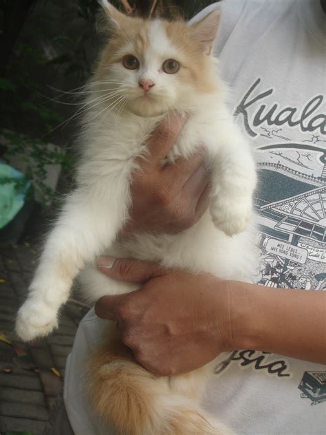 Sama seperti manusia, vaksin kucing bertujuan untuk membangun sistem imunitas tubuh agar peliharaanmu ini mampu menghadapi serangan virus apabila terjadi suatu saat nanti. Hamster Dan Kucing Persia Murah Surabaya: DI JUAL KUCING ...