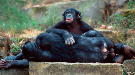 Same Sex Behavior Evolved In Many Mammals To Reduce Conflict Study