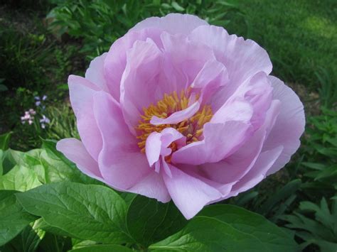 Photo Of The Bloom Of Peony Paeonia May Lilac Posted By Kousa