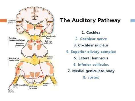 Brainstem Auditory Evoked Responses Baer Or Abr