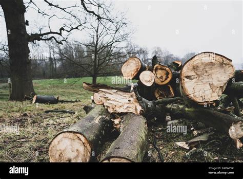 Pile Of Logs In The Forest Stock Photo Alamy