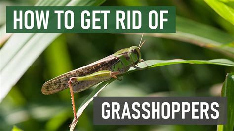 How To Get Rid Of Grasshoppers In Your Lawn 4 Easy Steps Youtube