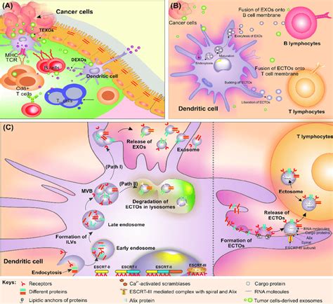 Schematic Illustration Of Extracellular Vesicles In Solid Tumors A