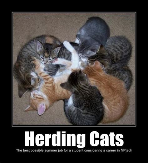Lolnptechorg Herding Cats The Best Possible Summer Job For A Student