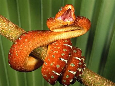The Color Orange At Its Best Kinds Of Snakes Spiders And Snakes
