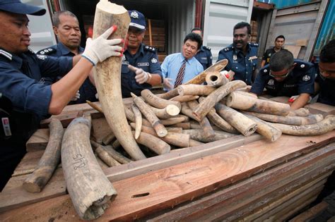 Huge Ivory Stash Is Seized In Malaysia The New York Times