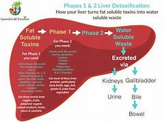 Walgreens Liver Cleanse Protocol Your Path To Liver Detoxification