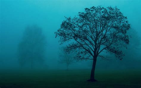 Trees In The Mist Hd Car Wallpapers