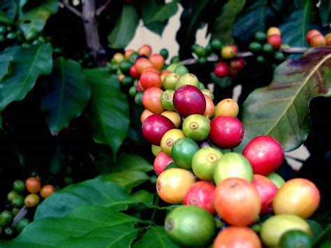 Coffee plants can grow to be 6 feet tall and 3 feet wide. Coffee Plant - Wiki - A Gardeners Forum