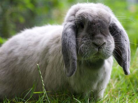 Rabbit Care Advice Best 4 Bunny Rabbit Funny Bunnies Cute Animals