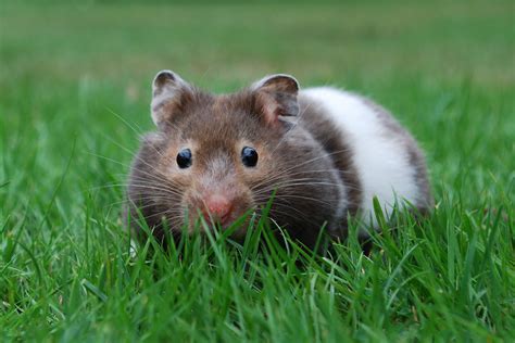 3 Ways To Keep Your Hamster Outside Safely Animal Lova