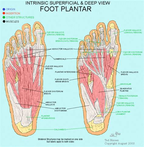 Foot Plantar Muscle Muscle Groups Muscle Anatomy