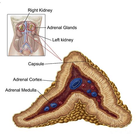 Anatomy Of Adrenal Gland Transverse Digital Art By Stocktrek Images