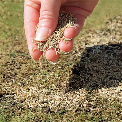 Endurance Grass Seed Per Kg Town And Country Turf
